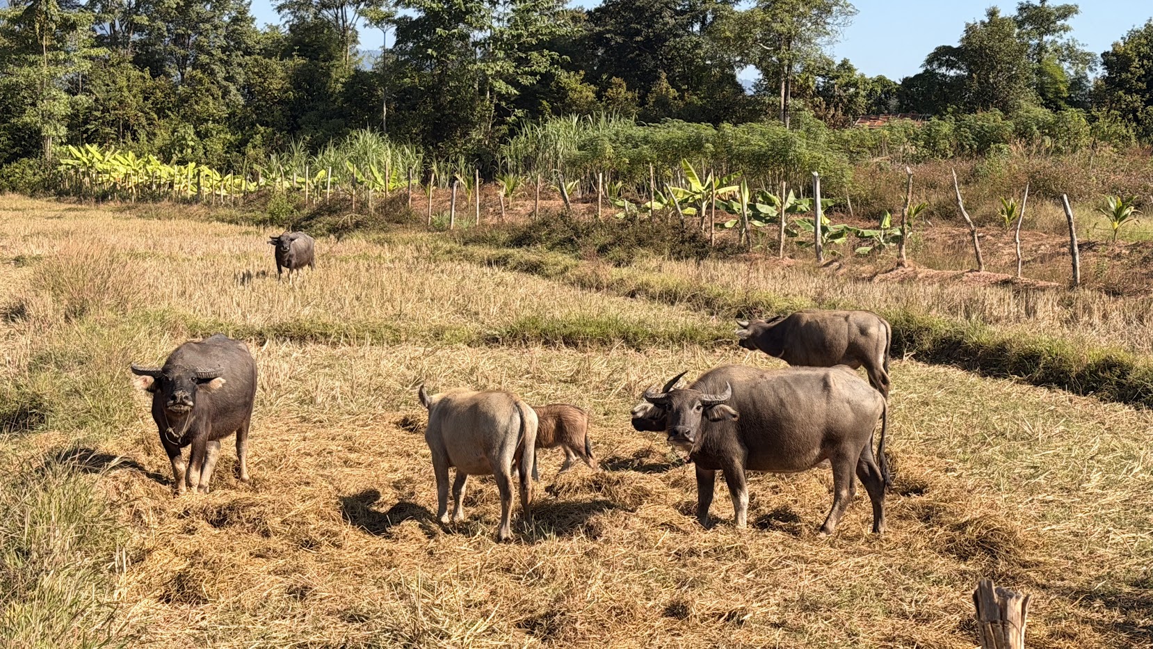 Bangkok to Luang Prabang Cycling Adventure photo 20