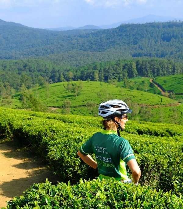 sri lanka grasshopper style 1024x683