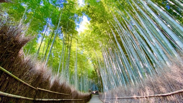 arashiyama bamboo（ac）
